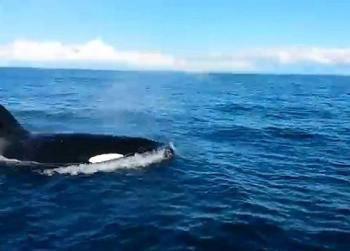 杀人鲸一度游到钓友的船边,近在咫尺。