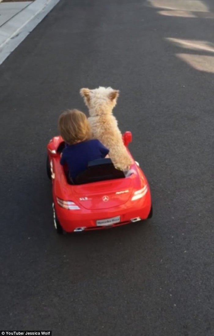 美国一只小狗开玩具车带小主人兜风的视频走红