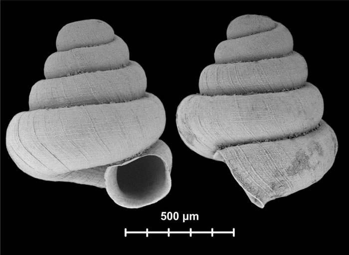 ·ֵţAngustopila subulata,ĿǸ߶ֻ0.83-0.91ס PHOTOGRAPH BY DR. BARNA PLL-GE