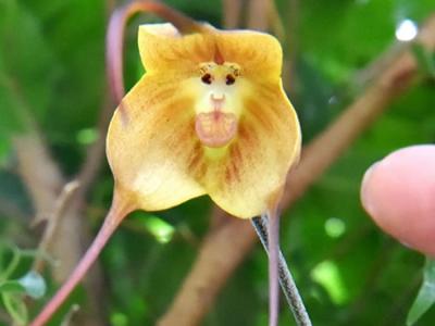 日本京都府立植物园温室大棚内 猴面小龙兰 开