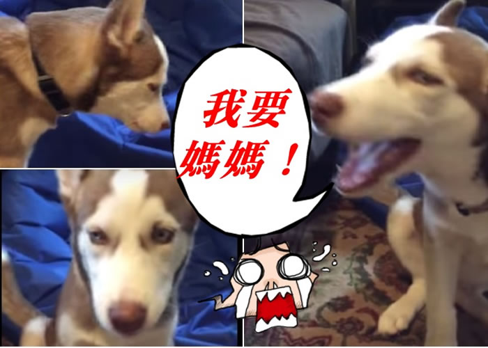 ��˹��ĦȮ��Ȼ����˵�˻�