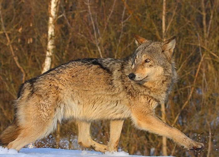 �ж�ŵ������Ұ�������ǳ���