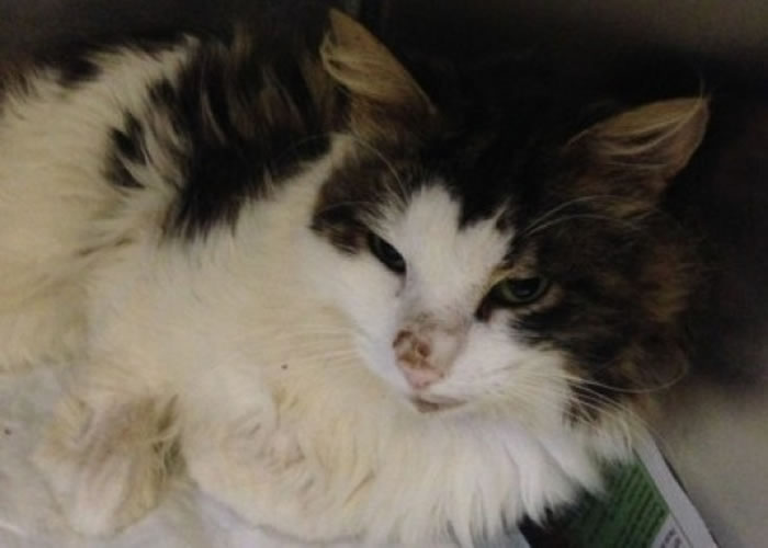 ͼΪ�¼��еķȰ�ɫСè