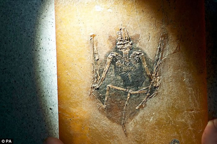 这是两种已灭绝的蝙蝠物种,其名称分别为类树鼩古蝠和海思亚古蝠,它们也是已知的最早期蝙蝠。