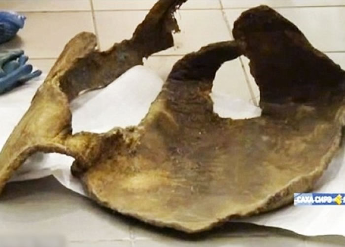 ѧӳëƬͼУֿɸƳëĻϸ