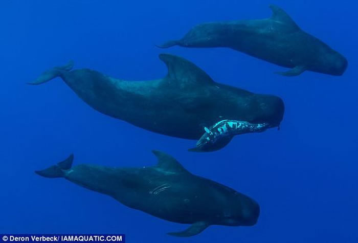 水下摄影师拍摄到雄性短鳍领航鲸嘴里叼着小鲸鱼尸体,在两条雌鲸的陪同下哀悼小鲸鱼的死亡。