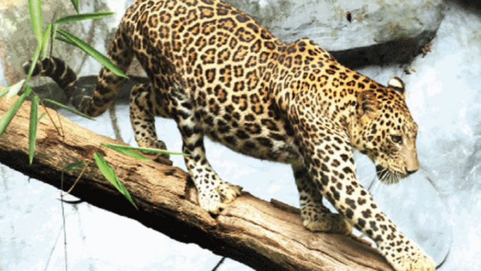 印度德里动物园一只公豹吃得太胖无法交配