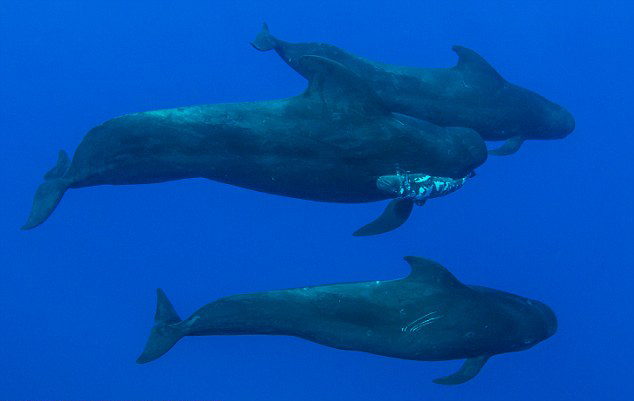 ��Ӱʦ���������ĵ�������������Զ�֫�캽��������ȥ������ ��ͷ���Ծ��㻤��