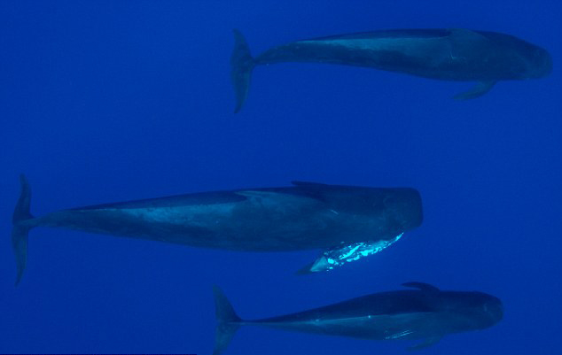 ��Ӱʦ���������ĵ�������������Զ�֫�캽��������ȥ������ ��ͷ���Ծ��㻤��