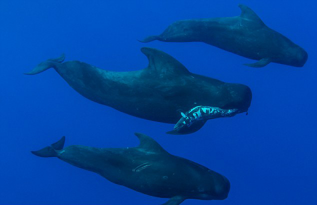 ��Ӱʦ���������ĵ�������������Զ�֫�캽��������ȥ������ ��ͷ���Ծ��㻤��