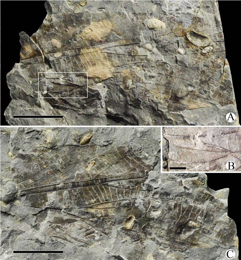 ��Ȫ����״η��ֵ�ֱ��Ŀ��ʯ