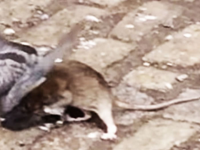 ����ŦԼ��³����һֻ���󵱽ֲ�ɱ���ӵ���Ƶ������ע