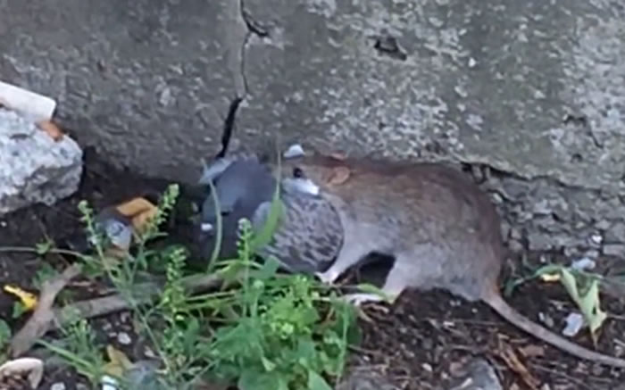 ����ŦԼ��³����һֻ���󵱽ֲ�ɱ���ӵ���Ƶ������ע