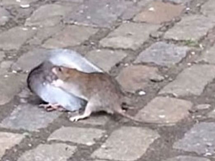 ����ŦԼ��³����һֻ���󵱽ֲ�ɱ���ӵ���Ƶ������ע