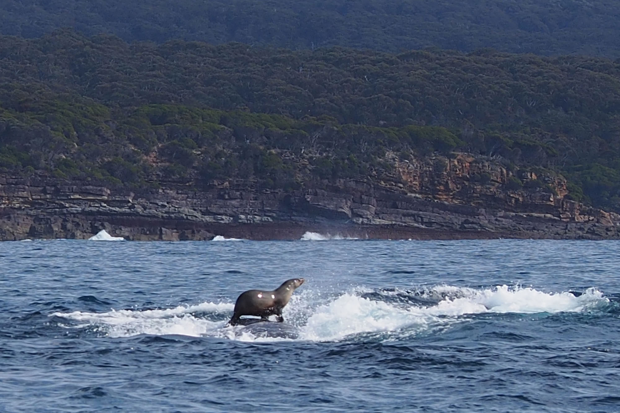 澳洲新南威尔斯州沿海一只海豹站在座头鲸身上搭顺风车