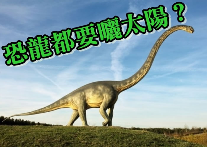科学家指有至少一半恐龙属冷血动物,图为长颈蜥脚类恐龙。