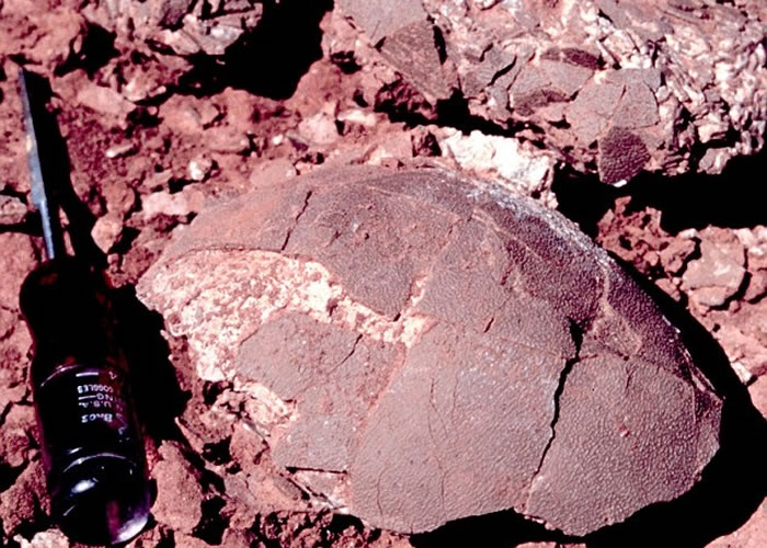 科学家研究来自阿根廷、属7500万年前的长颈蜥脚类恐龙蛋化石。