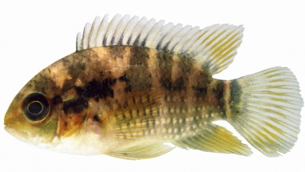 鱼群为何聚集在一起?学得更好、更快