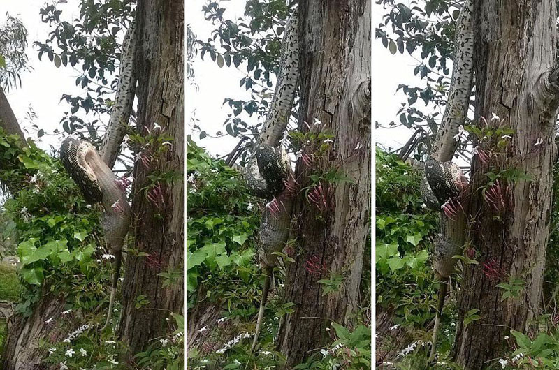 澳大利亚男子在悉尼海滩上拍摄到巨蟒吞食巨型负鼠的画面