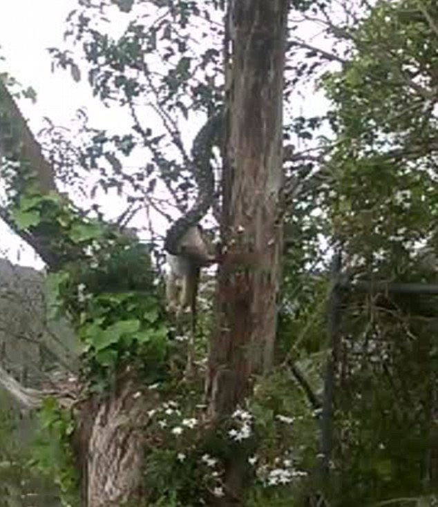 澳大利亚男子在悉尼海滩上拍摄到巨蟒吞食巨型负鼠的画面