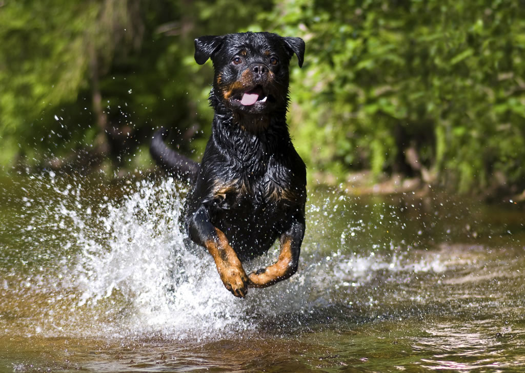 ����Ů���ڻ�ʯ��԰����ɢ��ʱ�����ڹ�ľ���е���͵Ϯ ��Ȯ��������