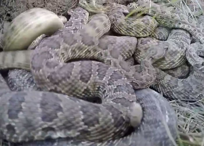 ����ס�˺ܶ���β��