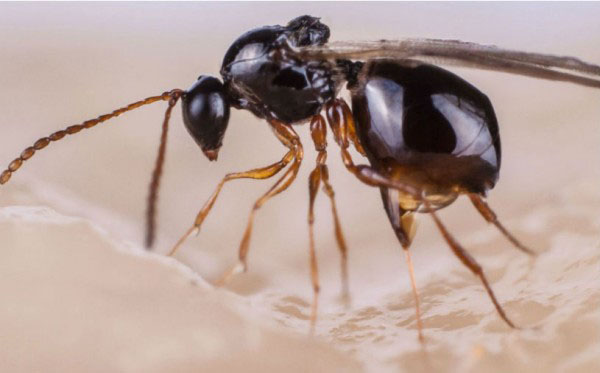 寄生蜂靠数卵获知宿主是否已被“占用”