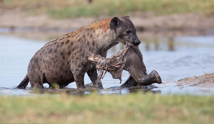 ��������һֻ�๷�������п�ʳ��������