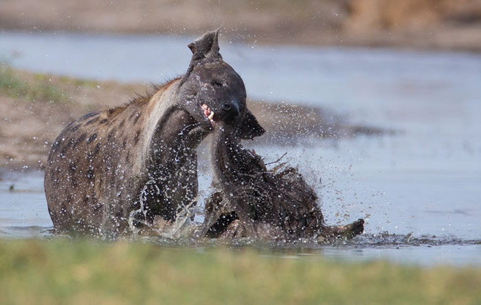 ��������һֻ�๷�������п�ʳ��������