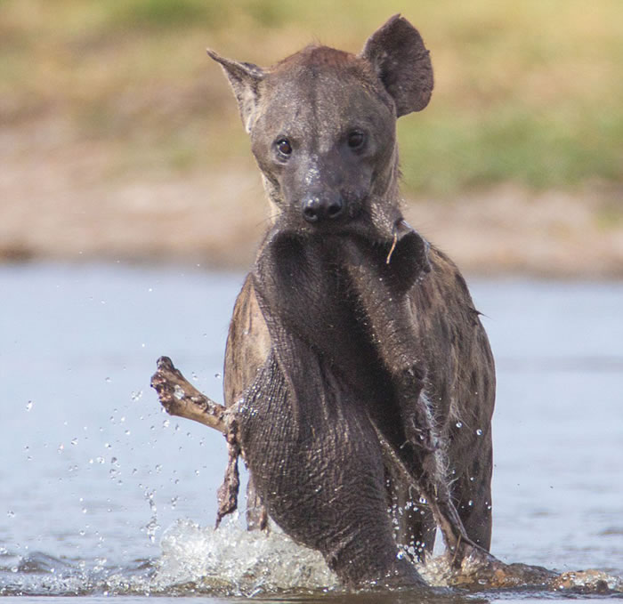 ��������һֻ�๷�������п�ʳ��������