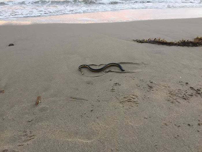 美国南加州奥克斯纳德海岸发现罕见剧毒“黄腹海蛇”