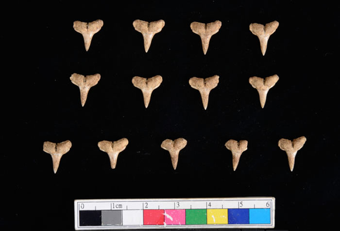 台湾数千年前遗址中发现大量鲨鱼遗骸 显示当地古人类捕鱼技术成熟