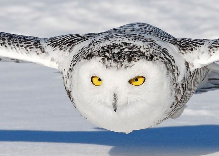 雪鸮显得胸有成竹