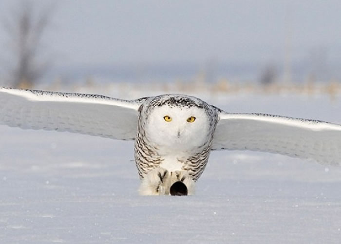 小老鼠完全不知道自己到了生死存亡一刻