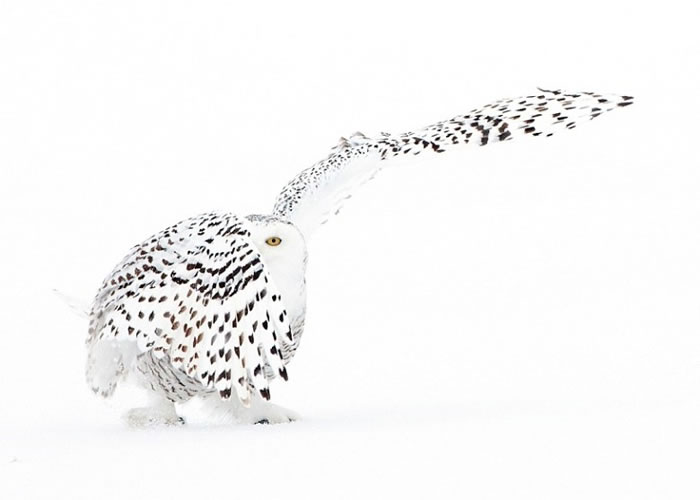 雪鸮在风雪中傲然漫步