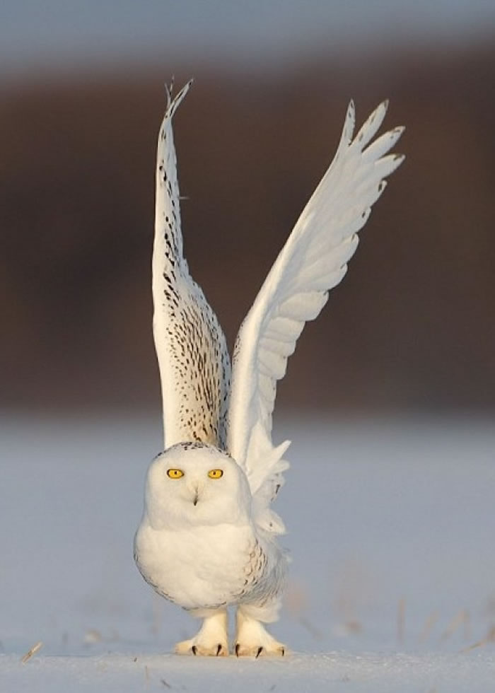 雪鸮得意地向镜头摆“甫士”