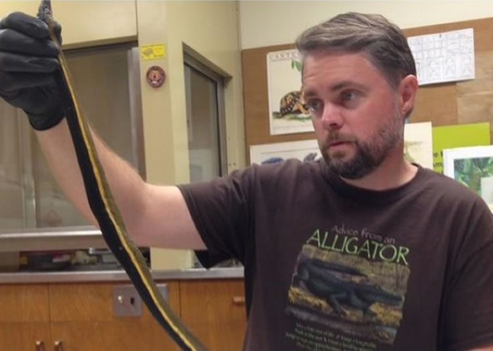 保利指该条长吻蛇尸将会带到洛杉矶自然历史博物馆,作保存及进一步研究。