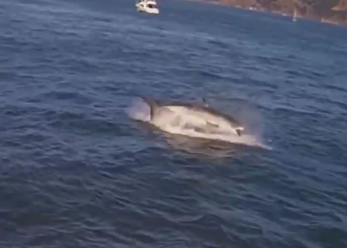 ��������ǰ����������������������״����˼�������貶ʳ��