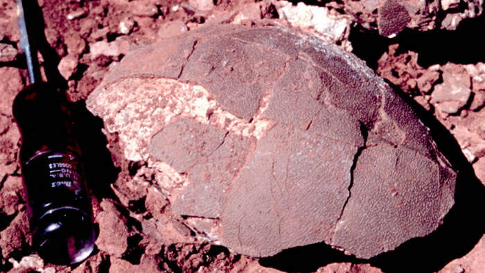 研究发现不同体型的恐龙在体温上存在较大差异