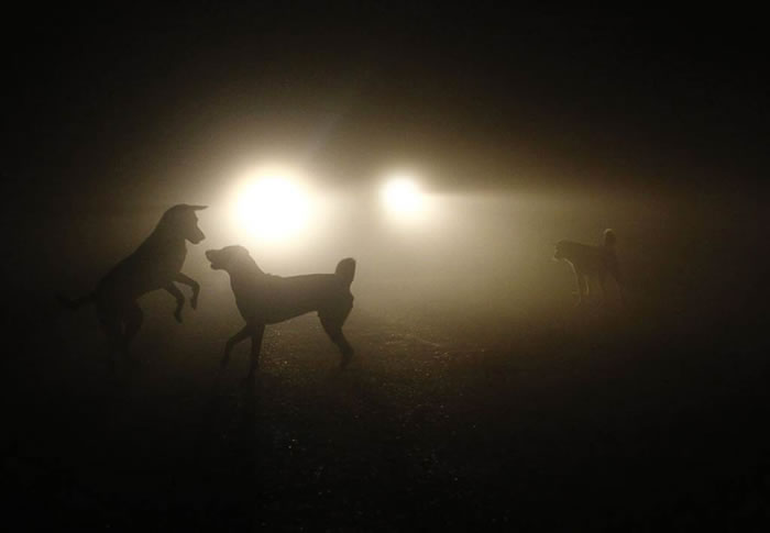 新研究提示狗可能是在接近今天的尼泊尔和蒙古的中亚地区被驯化