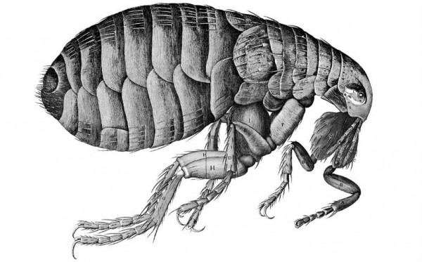 Ӣ���ʼ�ѧ�Ὣ�ٰ�����Robert Hooke�ġ���΢ͼ�ס�����350����