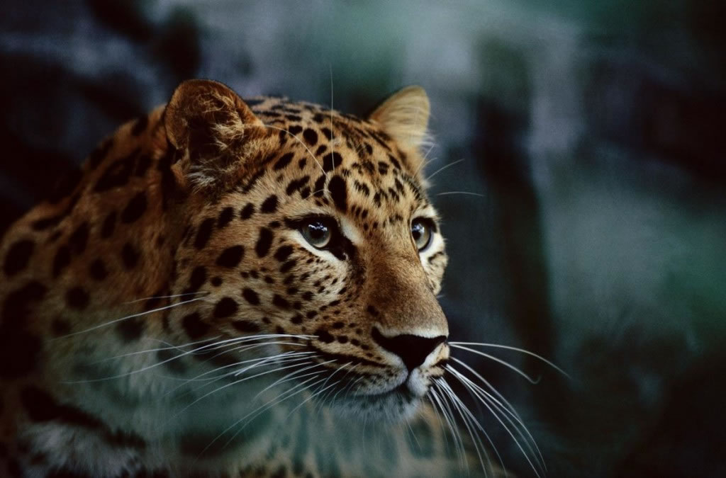 Զ������ͼΪ�����մ��ݶ���԰��Զ�������Ǳ��پ��ֵĶ��������Ϣ���ϱ���֮��ķǾ������� Photograph by Michael Nichols, Nati