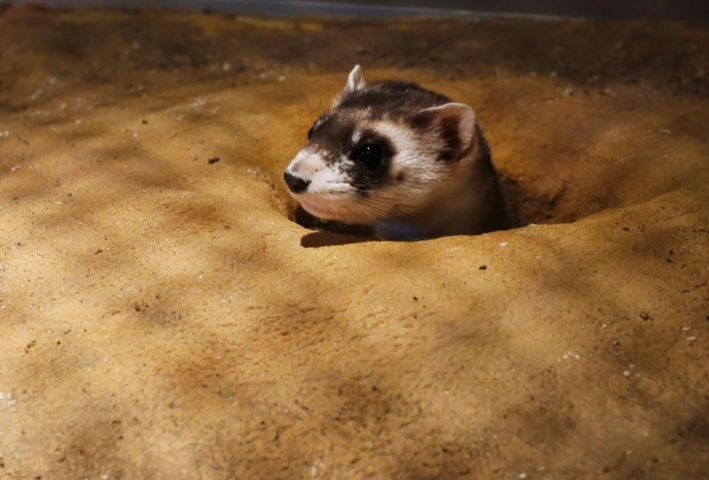 ����������Ұ���������ڿ�������������ɽ����Ұ�����ﱣ����,Ұ��30ֻ����ѩ��,ͼ�еĺ���ѩ��������һֻ�����Ұ�����ﱣ������ǰ�����ж������ﳡַ,���Ұ����ֲ��