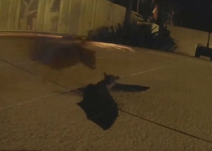 ĸ����ѭ������