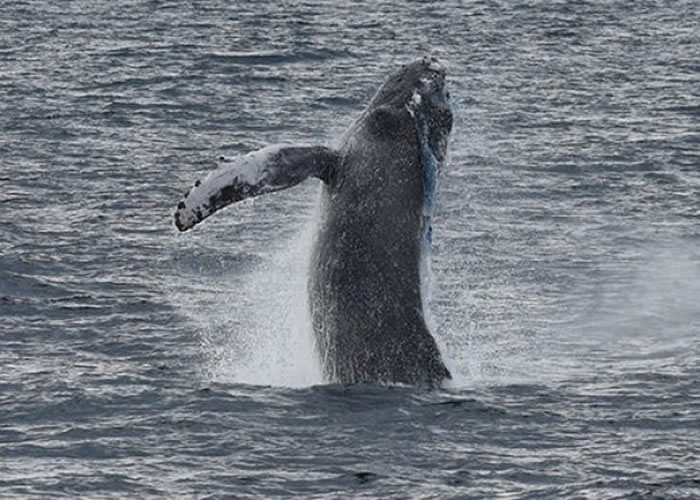 ������ɼ���⺣һ����ͷ����������������ס