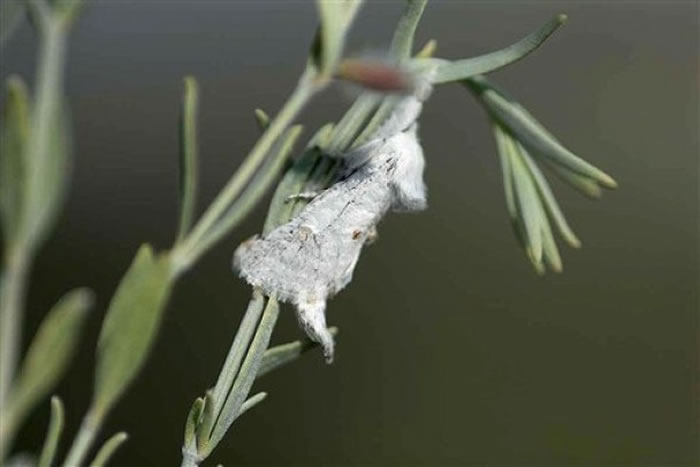 �����ַɶ�Ľ�Ӽ���