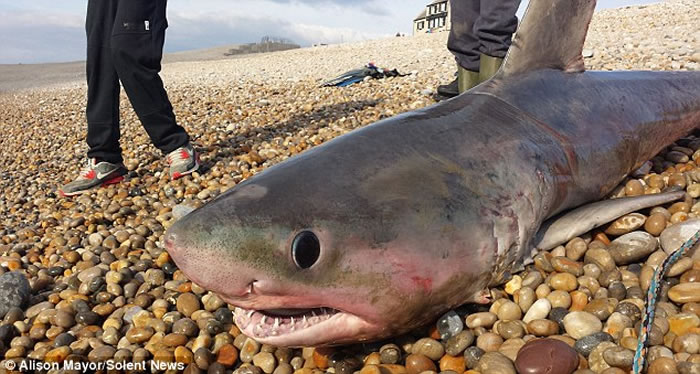 英国渔民在切瑟尔捕获2米长大鲨鱼