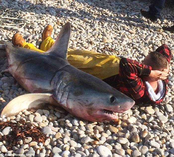 英国渔民在切瑟尔捕获2米长大鲨鱼
