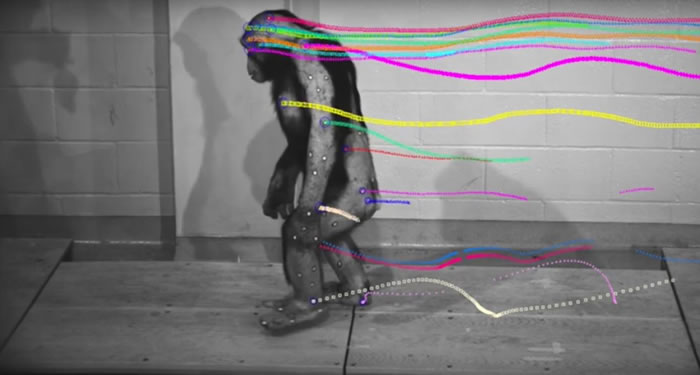 在一项新的研究中,黑猩猩接受训练以直立行走。