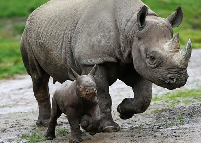 达马拉与儿子一起嬉戏,母子情深。